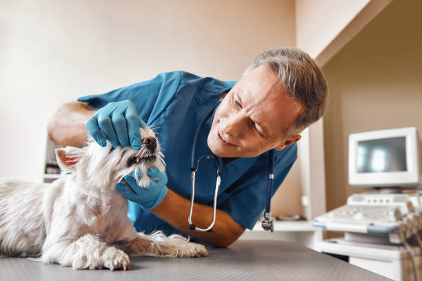Best Emergency Root Canal Treatment in Boiling Springs, NC